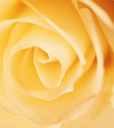 Close-up of a pale yellow rose.