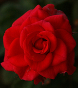Red rose on a dark background.