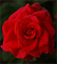 Deep red rose.
