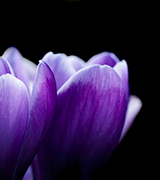Purple flower against a dark background.