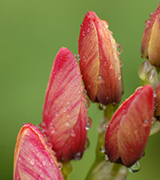 Dewdrops on unopened tulips.