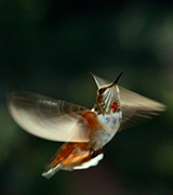 Hummingbird in flight.