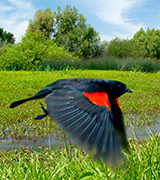 Red-winged blackbird in flight.