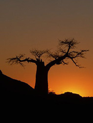 Adansonia Diqitata Baobab Tree