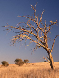 Bushveld of the Kalahari